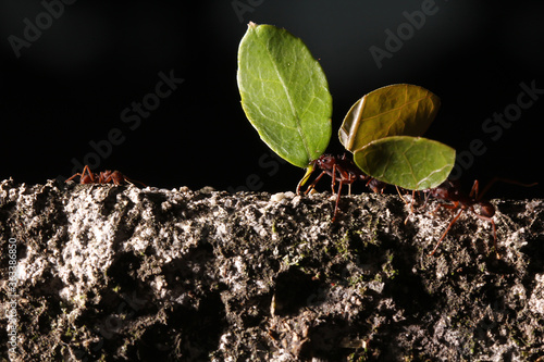 Leaf cutter ants, carrying leaf, black and blue background © CassianoCorreia