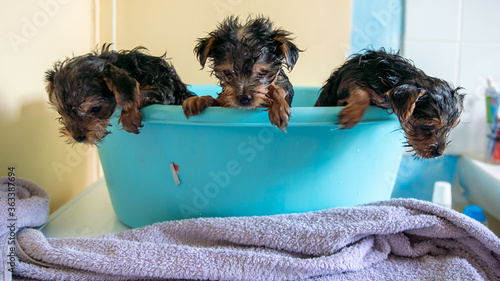  Cute puppies, in a blue bowl, out of the bath