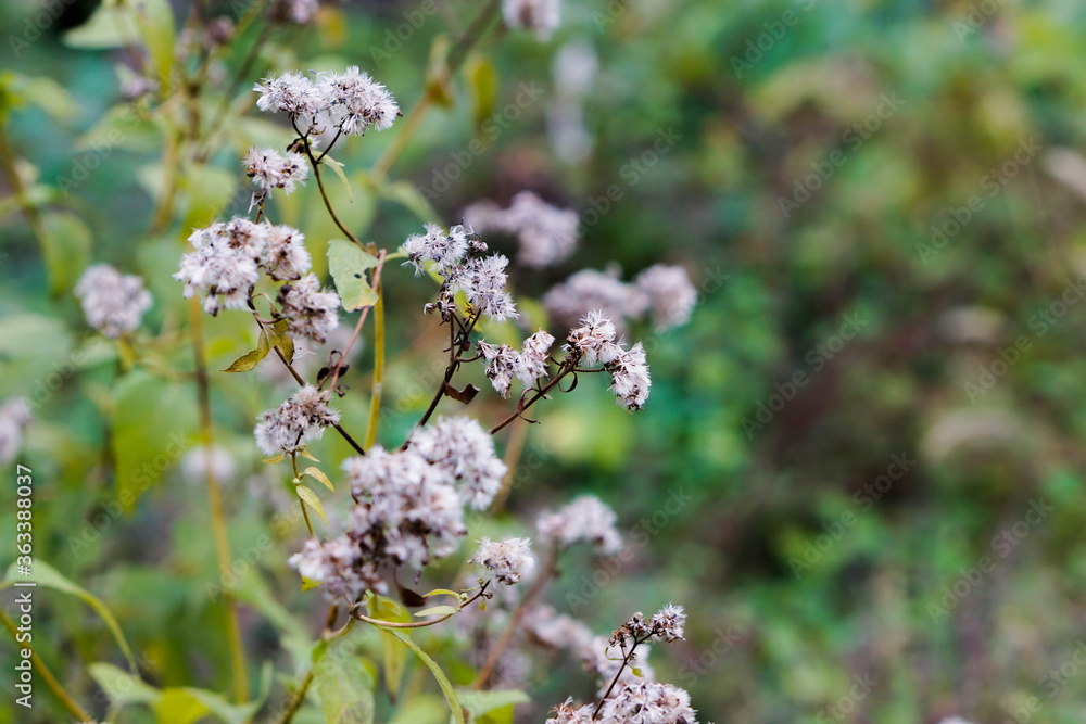 summer flowers in a field