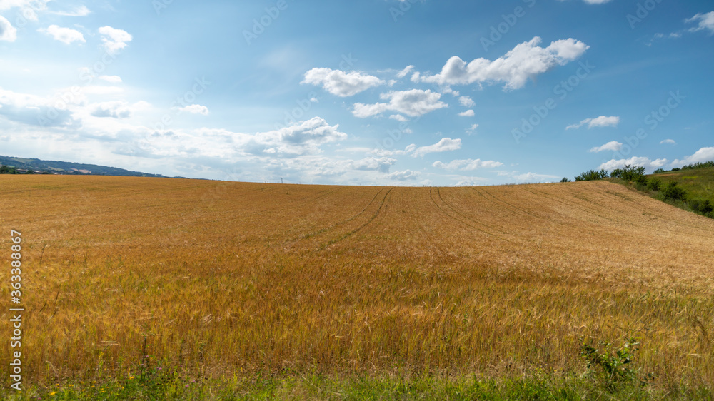 Golden wheat fields, on a beautiful spring day with blue sky and cottony clouds
Golden wheat fields, on a beautiful spring day with blue sky and cottony clouds