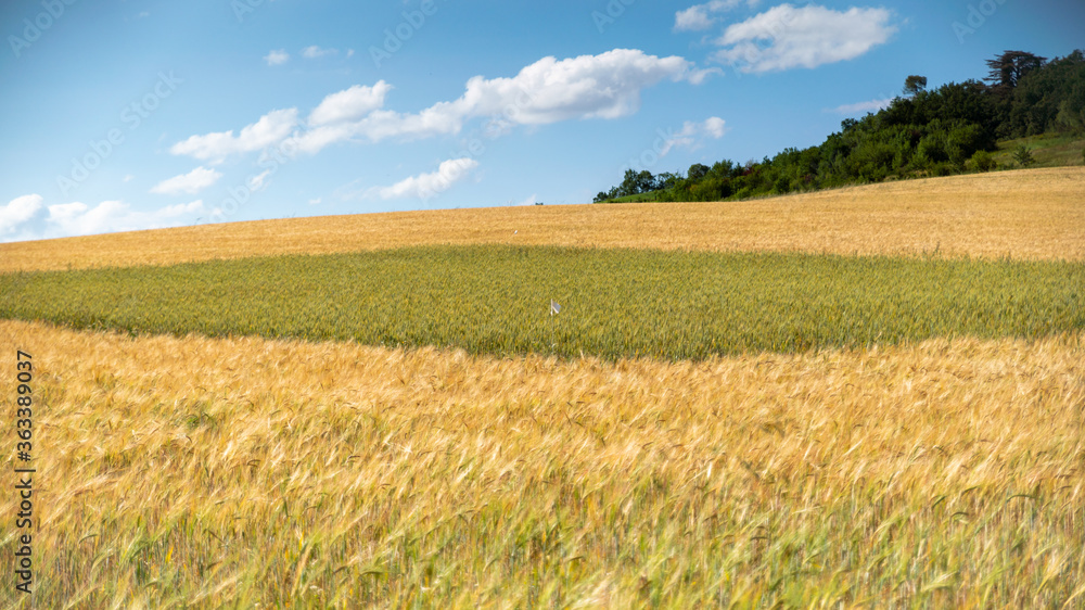 
Green fields in the middle of a field of golden wheat, on a beautiful spring day