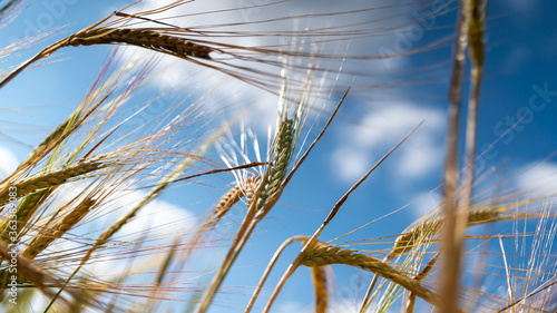 Fotografie Magnificent view from below, lying in a field, view of the wheat and the blue s