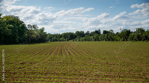 Fields of young crops, in spring