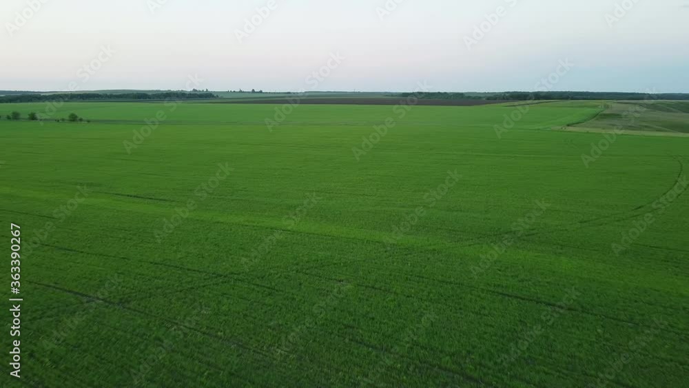 Aerial view. Flight above countryside. Rural landscape with wide wheat fields Aerial view. Flight above countryside. Rural landscape with wide wheat fields