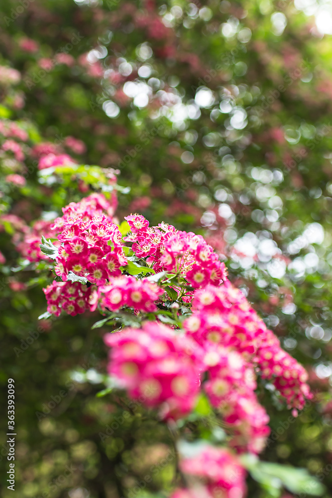 Group of pink and white flowers from a park bush Group of pink and white flowers from a park bush