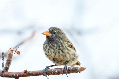 Female Galapagos Small Ground Finch Geospiza fuliginosa North Seymour Island 