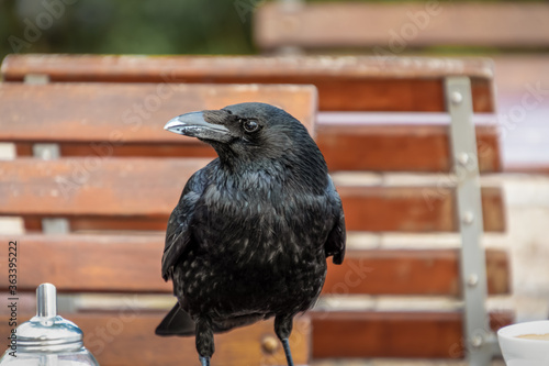 Krähe auf einem Tisch im Gartenlokal photo