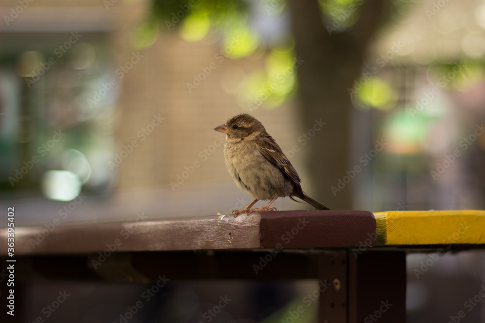 Closeup of a sparrow on a wooden table
Closeup of a sparrow on a wooden table