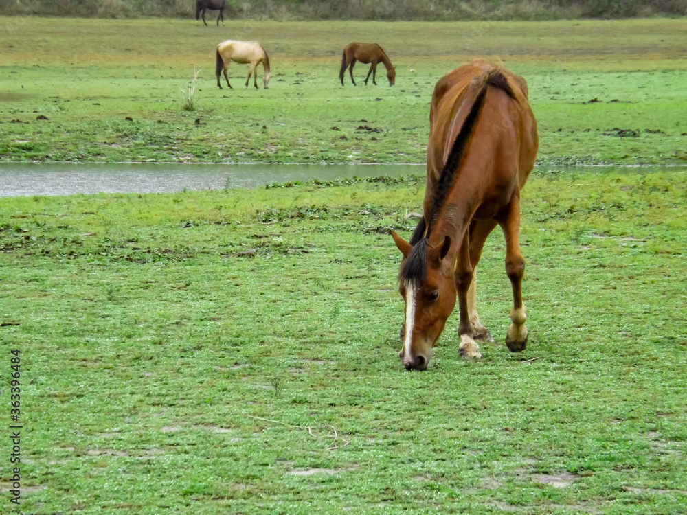Fototapeta premium horse and foal