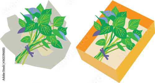 ひと束のサツマイモの苗　セット　イラスト
