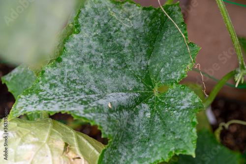 Heavy infection of powdery mildew on cucumber (Sphaerotheca cucurbitae) in Japan
