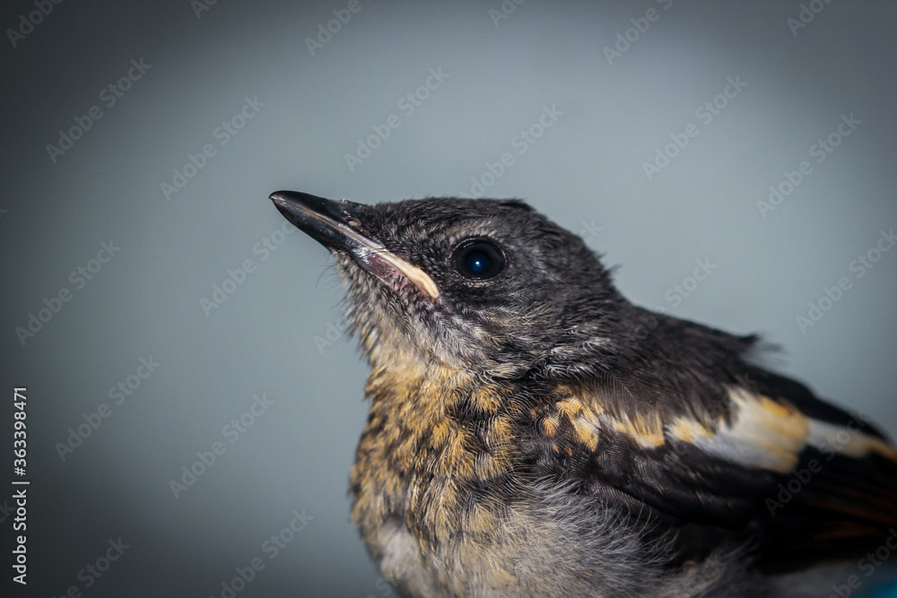 Fototapeta premium Close-up of a young Magpie or Pica Pica