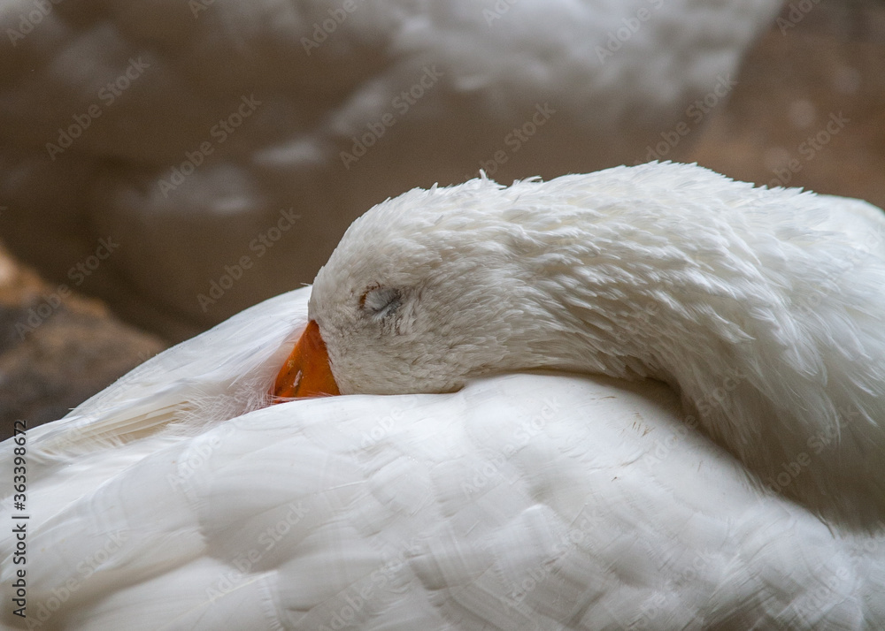 Fototapeta premium Sleeping Swan at Barcelona Cathedral
