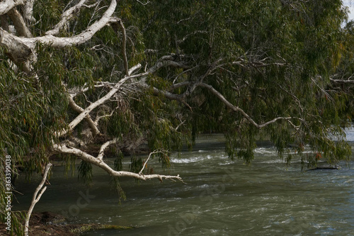 Eucalyptus trees on the river  Bowen Australia