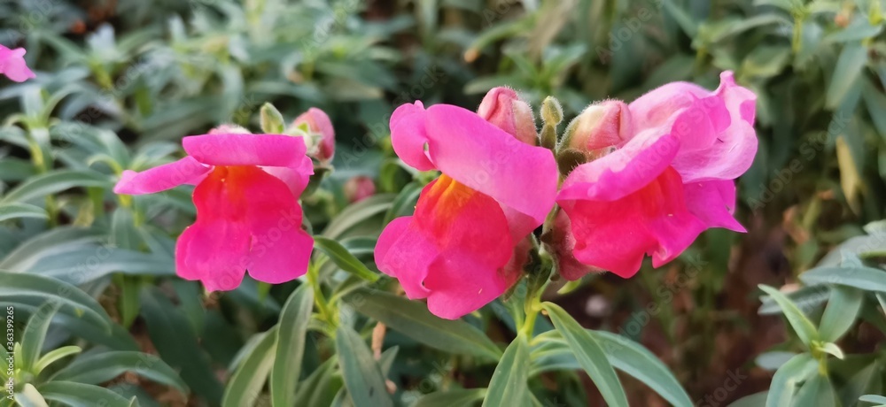 Fototapeta premium pink tulips in the garden