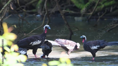 Black-fronted Piping-guan endangered bird species eating in a crystal clear water stream in the rain forest. Grup of tropical and colorfull bird  photo