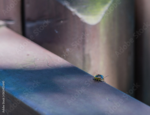 Small green and black beetle photo