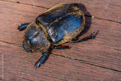 Closeup of large black beetle photo