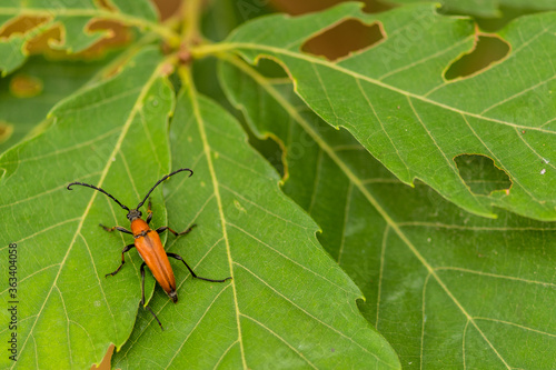 Closeup of brown beetle with long antenna