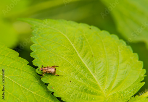 Small brown beetle on a green leaf