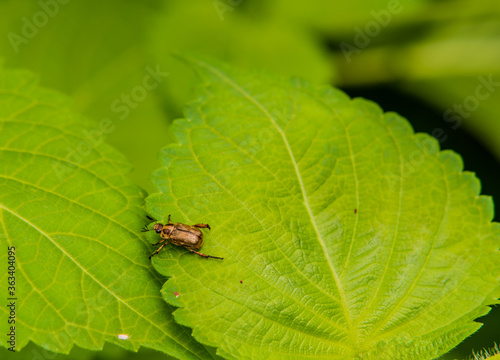Small brown beetle on a green leaf © aminkorea