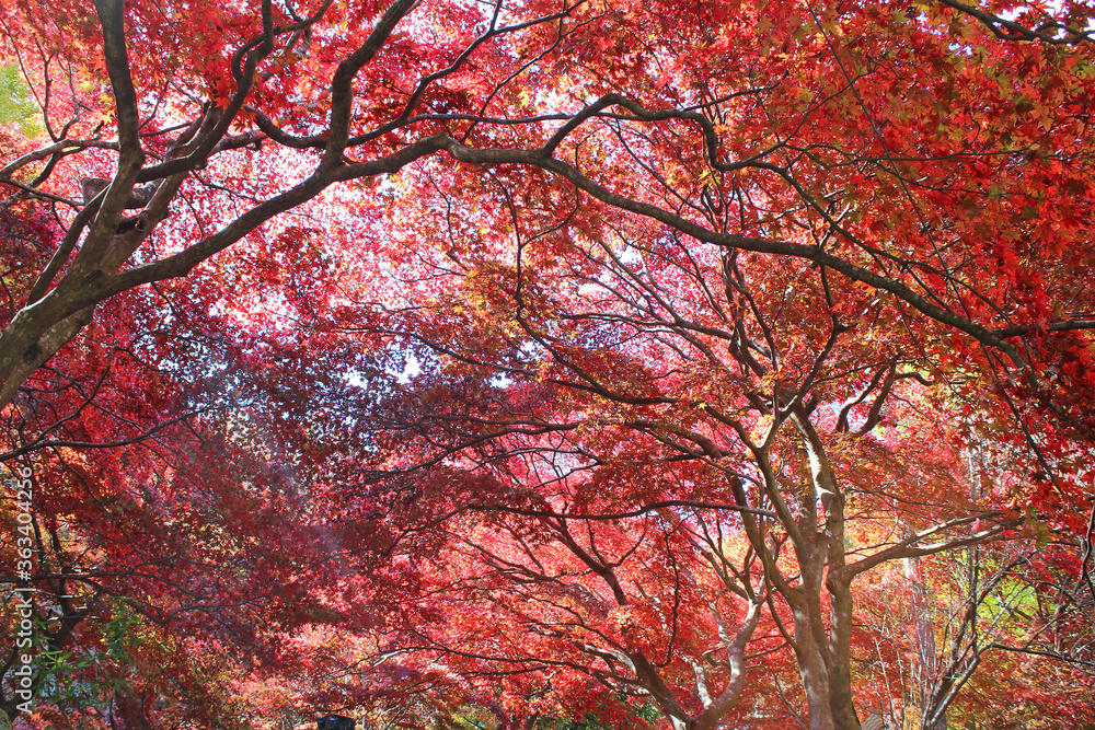 大山寺 紅葉 大山寺 紅葉