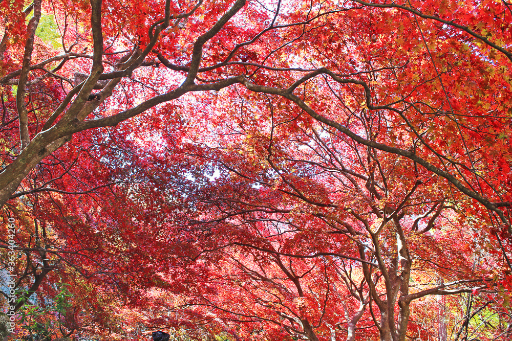 大山寺 紅葉 大山寺 紅葉