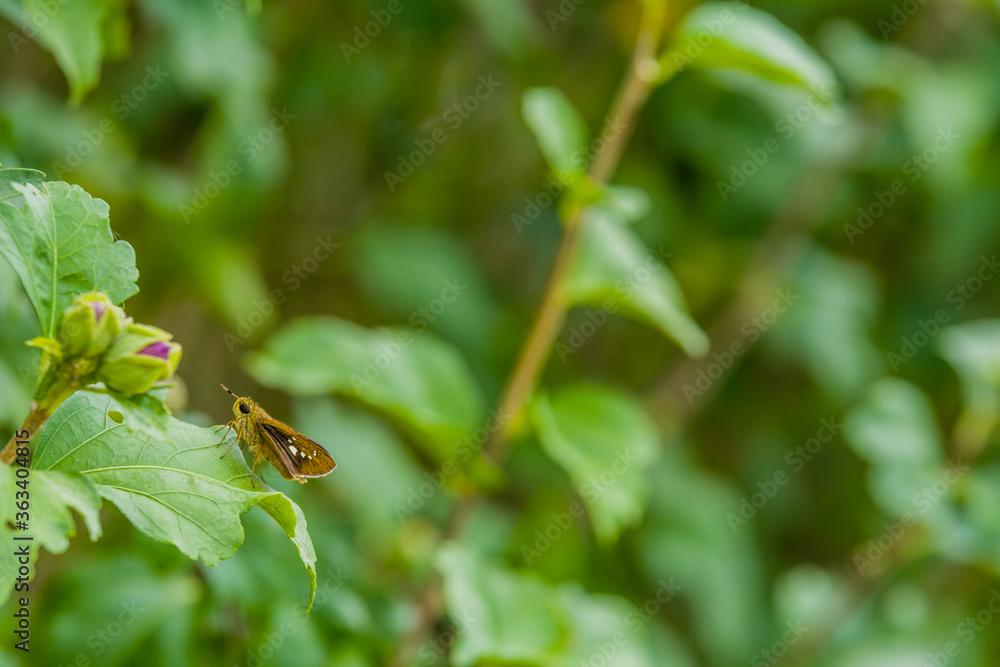 Beautiful brown moth on green leaf Beautiful brown moth on green leaf