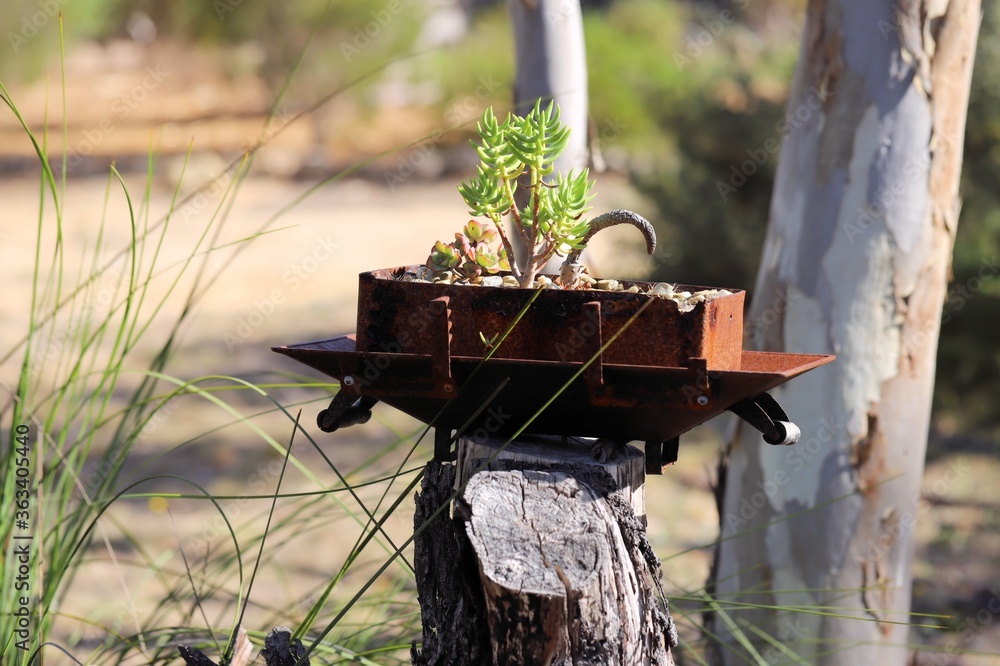 Succulents planted in recycled part of wood heater, South Australia