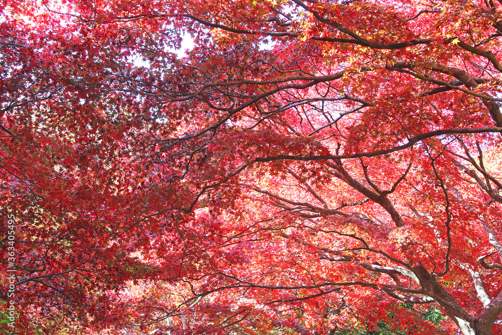 大山寺　紅葉