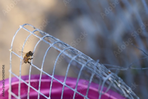 Honey Bee on wire mesh after near-drowning, South Australia