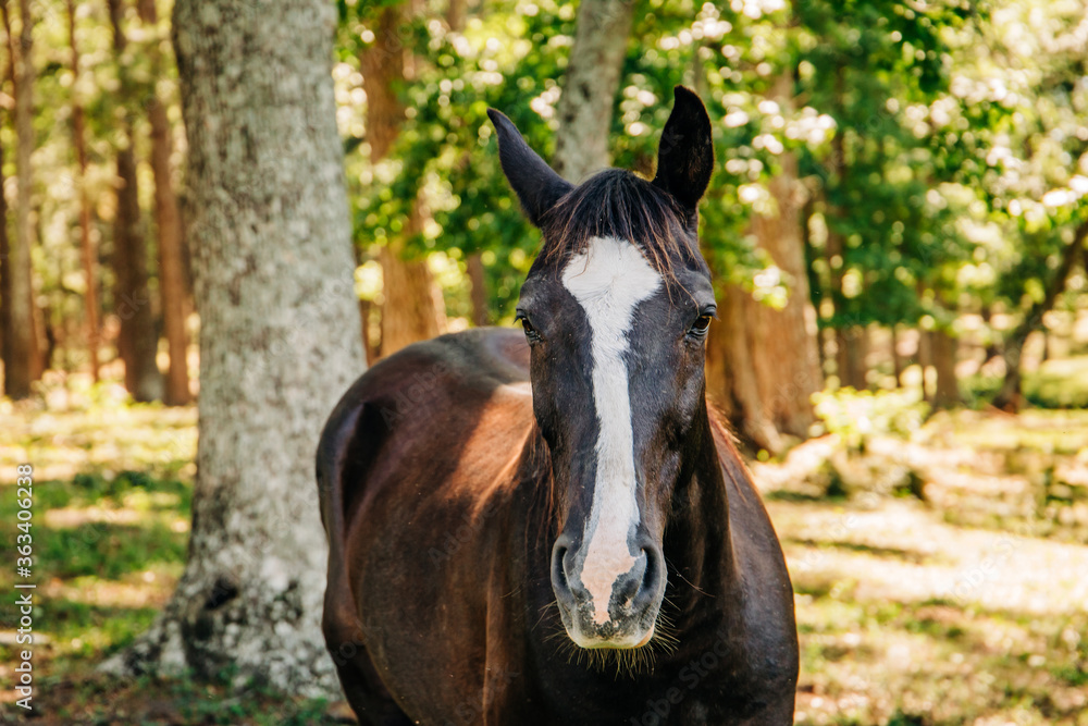 Fototapeta premium A close up view of a single brown horse with a white patch in a field pasture in the summer