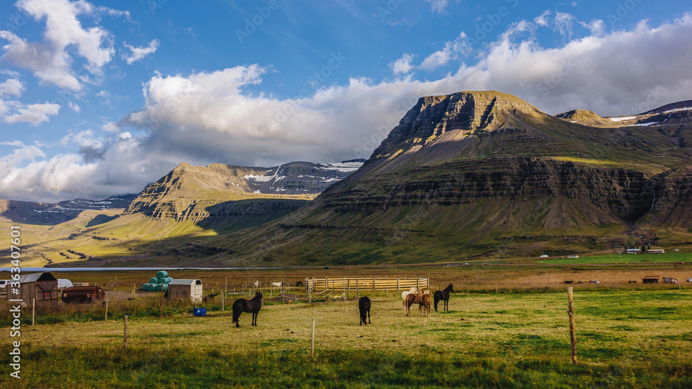 Icelandic horses with mountains in the backgrounds in Reyðarfjörður, Iceland