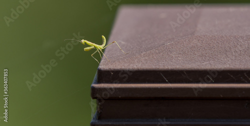 Closeup of baby praying mantis posing for camera