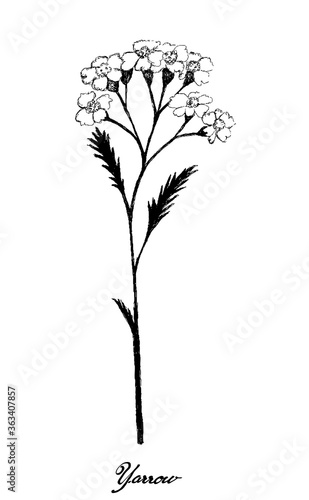 Herbal Flower and Plant, Hand Drawn Illustration of Achillea Millefolium or Yarrow Plants Used for Traditional Medicine and Herbal Mixture in The Flavoring of Beer.
