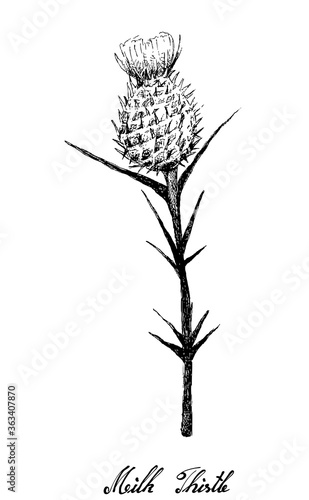 Herbal Flower and Plant, Hand Drawn Illustration of Silybum Marianum, Cardus Marianus or Milk Thistle Plant, Used to Treat Alcoholic Liver Disease and Gallbladder Problems. 
 photo