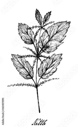 Herbal Flower and Plant, Hand Drawn Illustration of Urtica Dioica or Stinging Nettle Plant Used for Traditional Medicine, Food and Tea.
