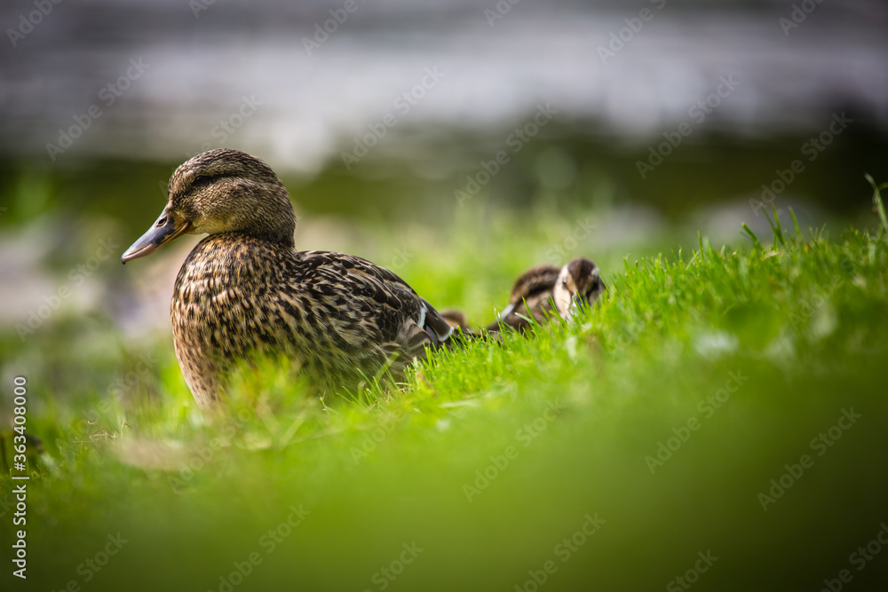 Female duck with ducklings resting 