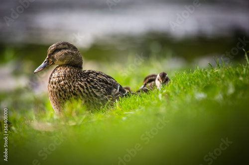 Female duck with ducklings resting 
