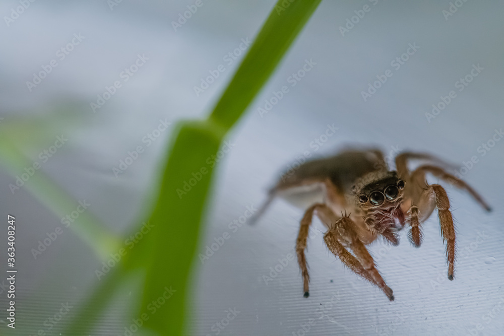 Jumping spider next to green leaf