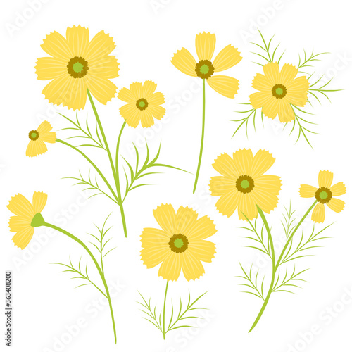 Set of yellow cosmos flowers on white background, Floral element collection, Flat design, Botanical illustration.