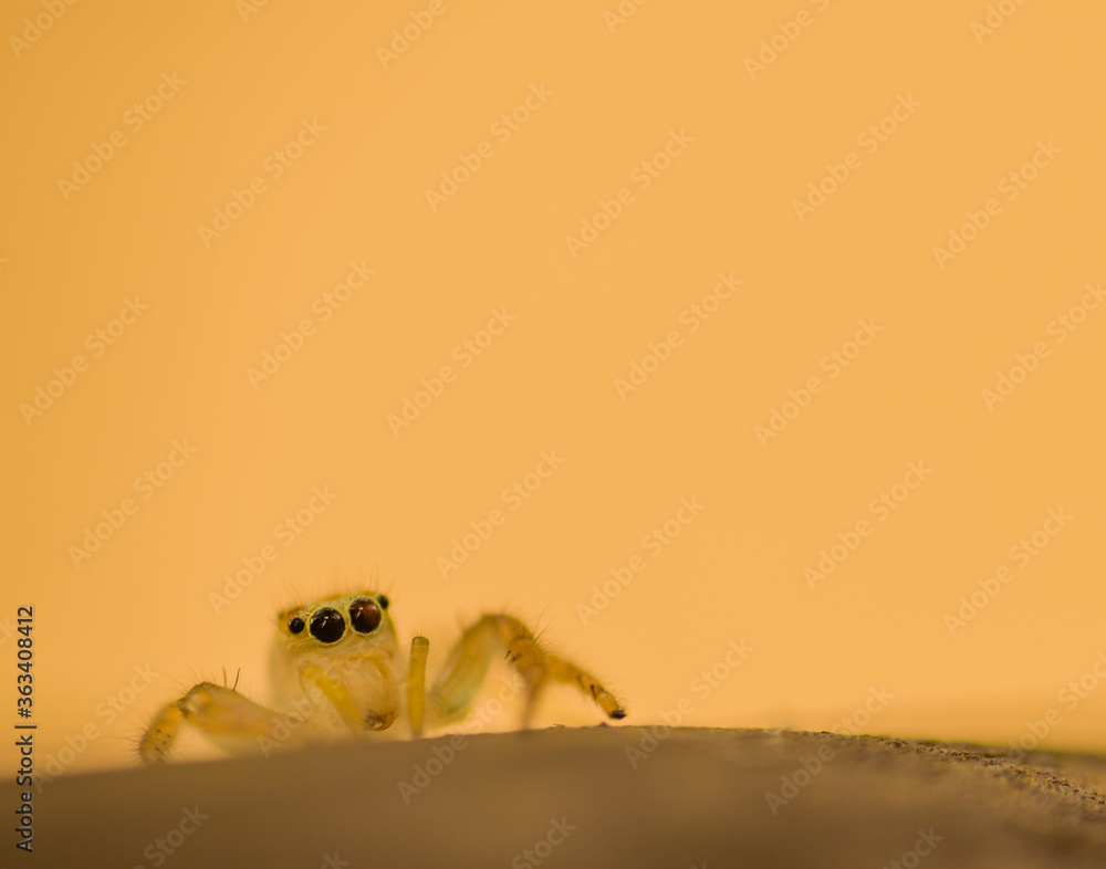 Jumping spider with translucent body