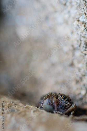 Closeup of jumping spider with beautiful green and blue eyes partially hidden under a small tree branch.