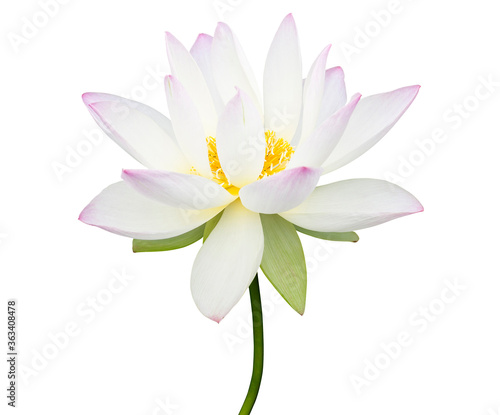 Fototapeta Naklejka Na Ścianę i Meble -  Lotus flower isolated on white background.