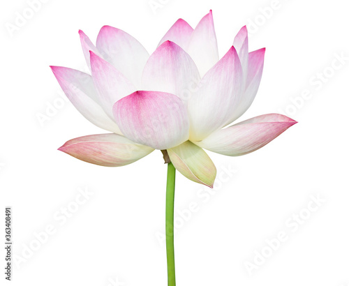 Fototapeta Naklejka Na Ścianę i Meble -  Lotus flower isolated on white background.