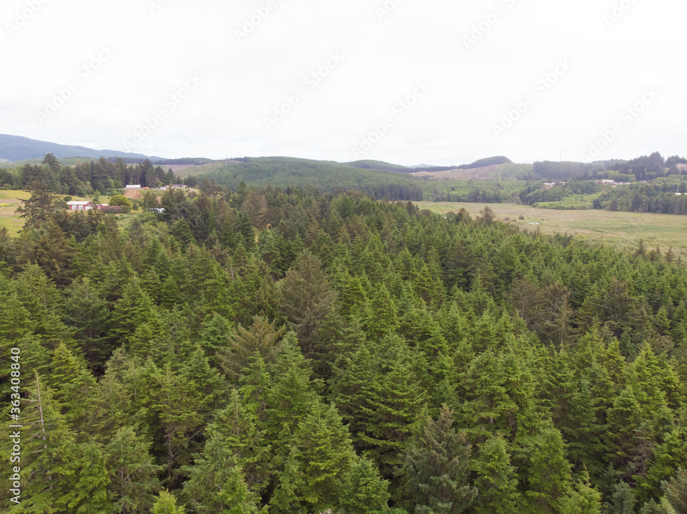 Christmas trees and green forest shot from above, top view Christmas trees and green forest shot from above, top view