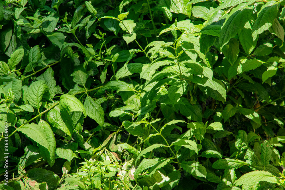 green leaves background green leaves background