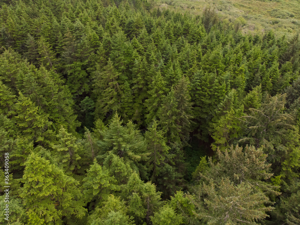 Christmas trees and green forest shot from above, top view Christmas trees and green forest shot from above, top view