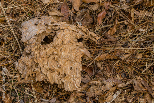 Closeup of broken hornet nest