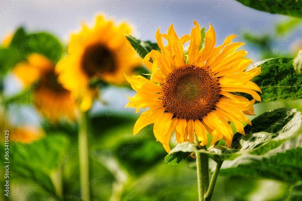 Fototapeta premium Field of yellow blooming sunflowers in the sun